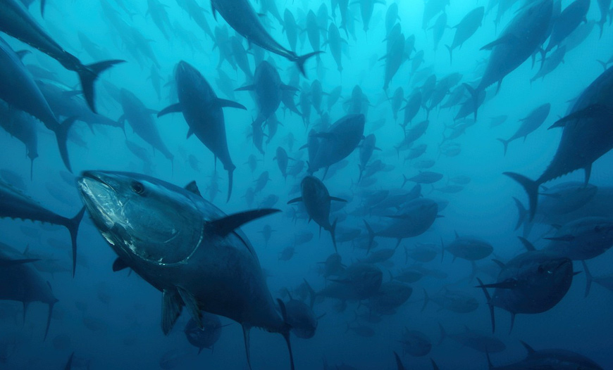 Bluefin tuna in Cadiz (Spain)