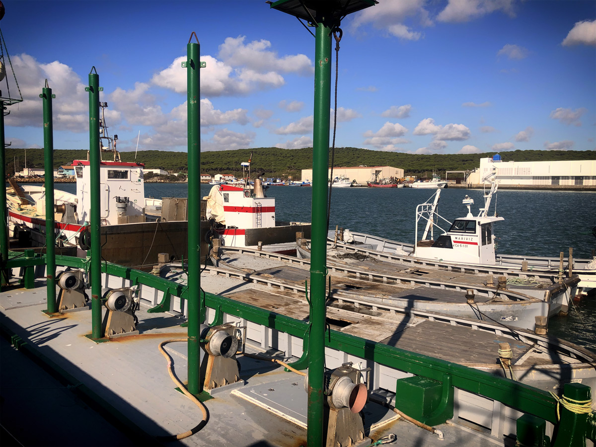 Port of Barbate - bluefin tuna