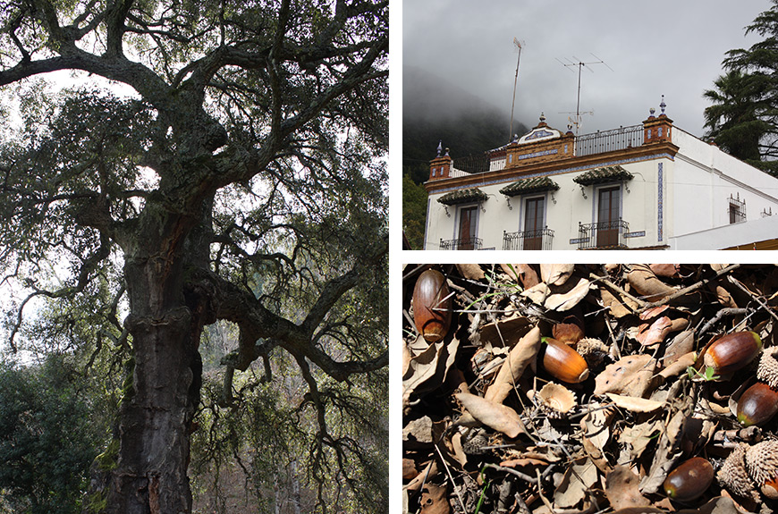Autumn Jabugo Sierra Aracena