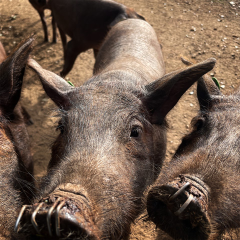 Iberian pig ring: role and tradition in the dehesa