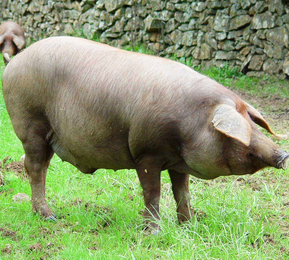 cerdo ibérico Entrepelado