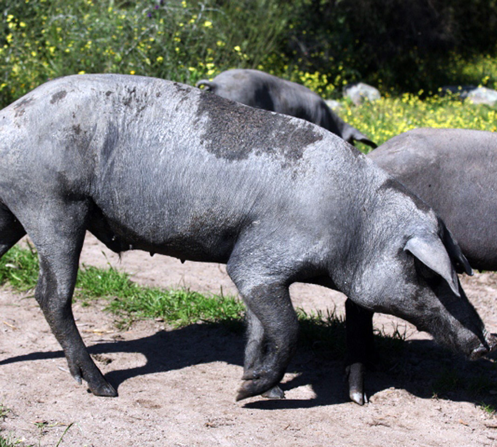cerdo ibérico Lampiño