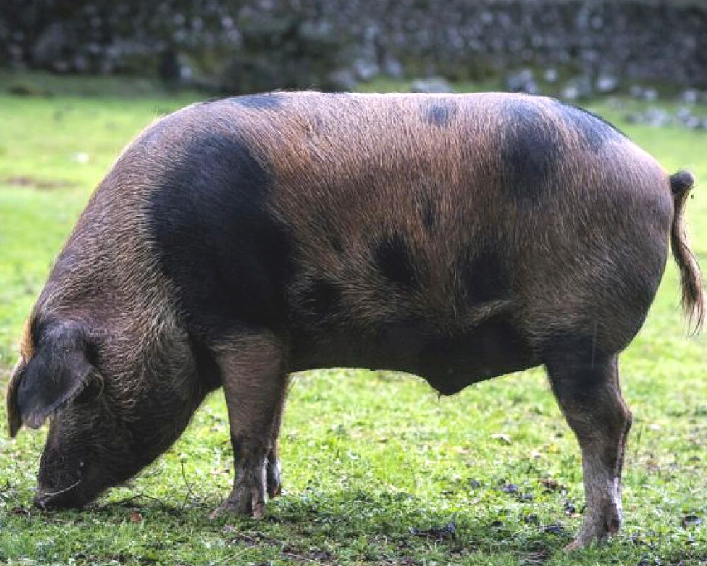 cerdo ibérico Manchado de Jabugo
