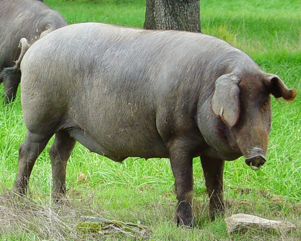 cerdo ibérico Retinto