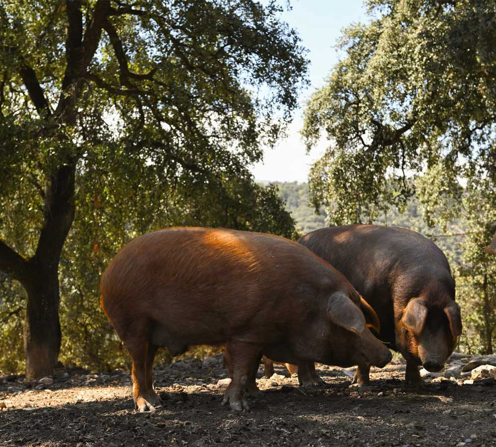 cerdo ibérico Rubio dorado