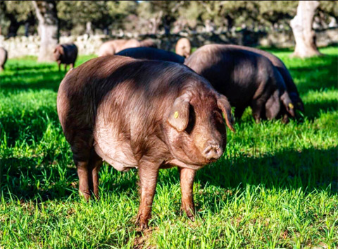 cerdo ibérico Torbiscal