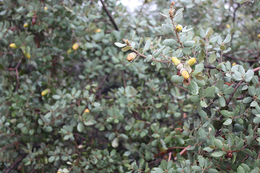 Quercus ilex oaks dehesa Aracena Jabugo