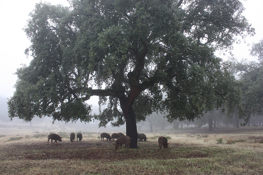cochons noirs dehesa Aracena automne