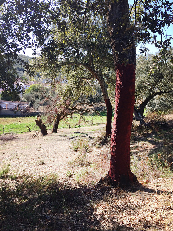 Oaks trees dehesa Andalusia Huelva