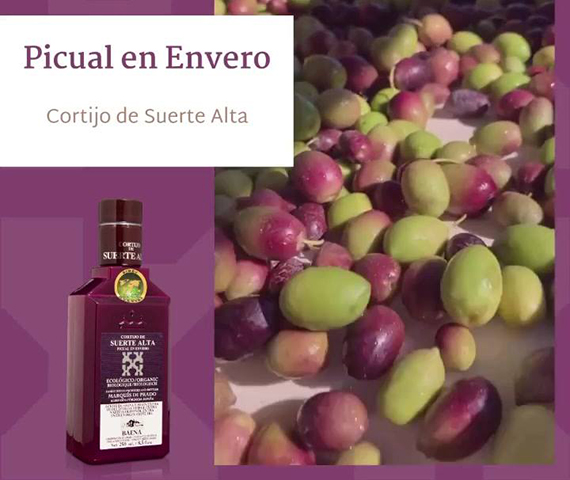 Aceites de oliva AOVE Andalucía