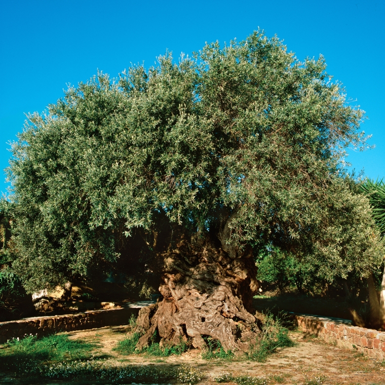 olive tree in Vouves Greece