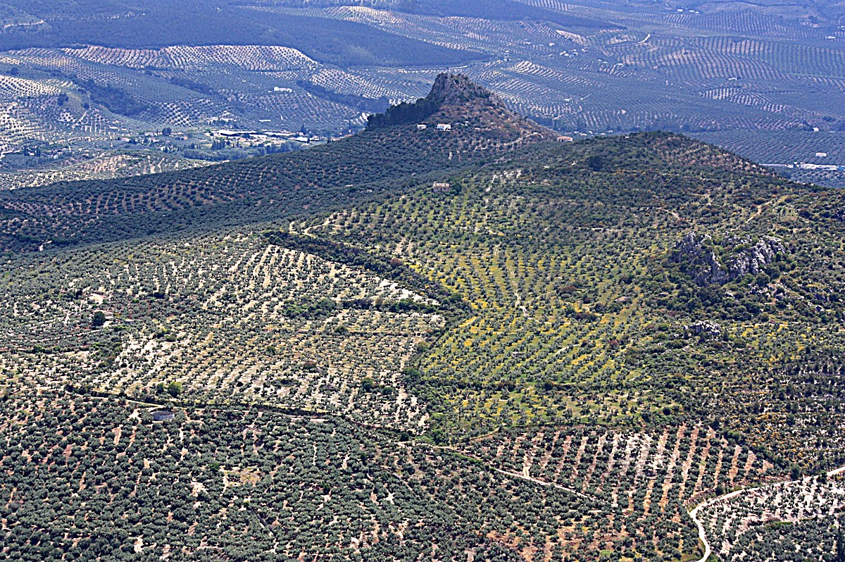 Mar de Olivos