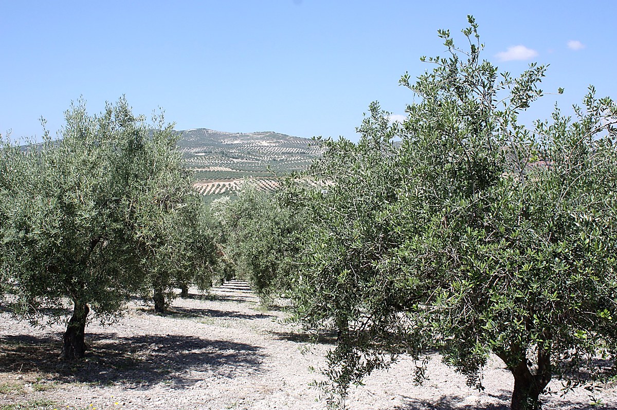 Olivar espagnol