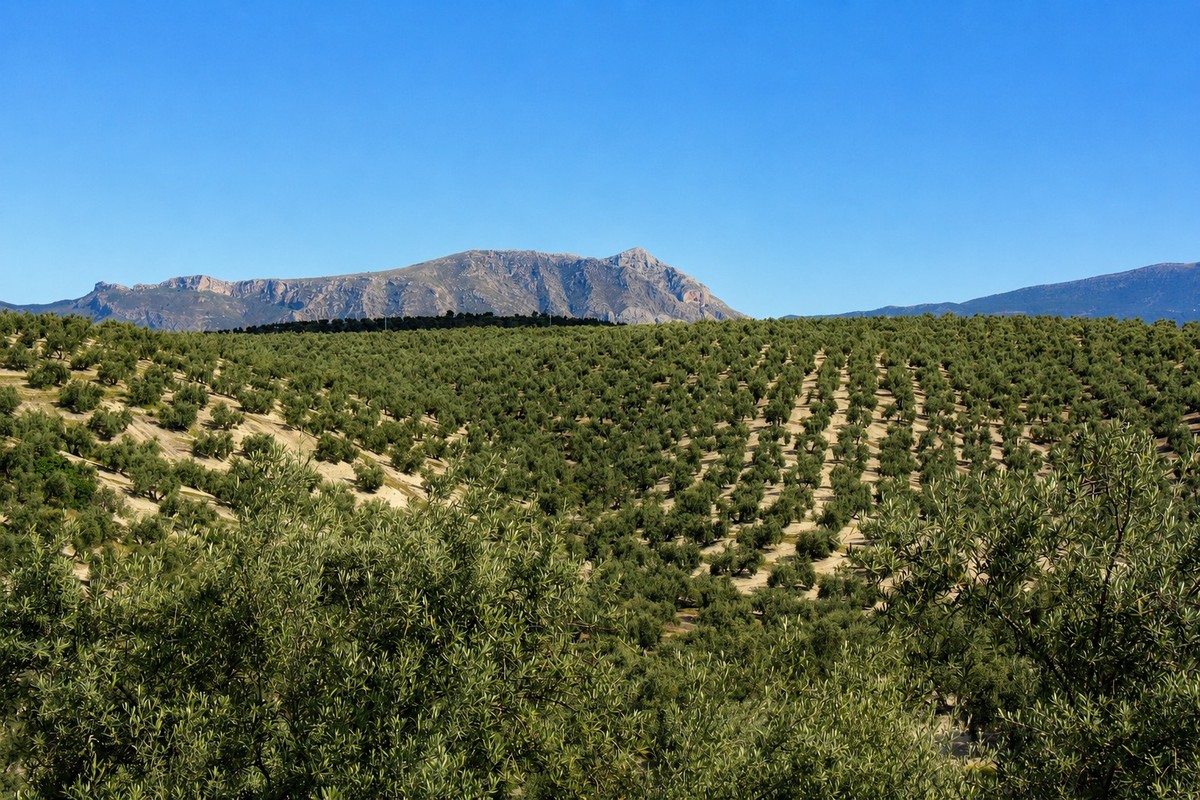 Mer d'oliviers - agriculture