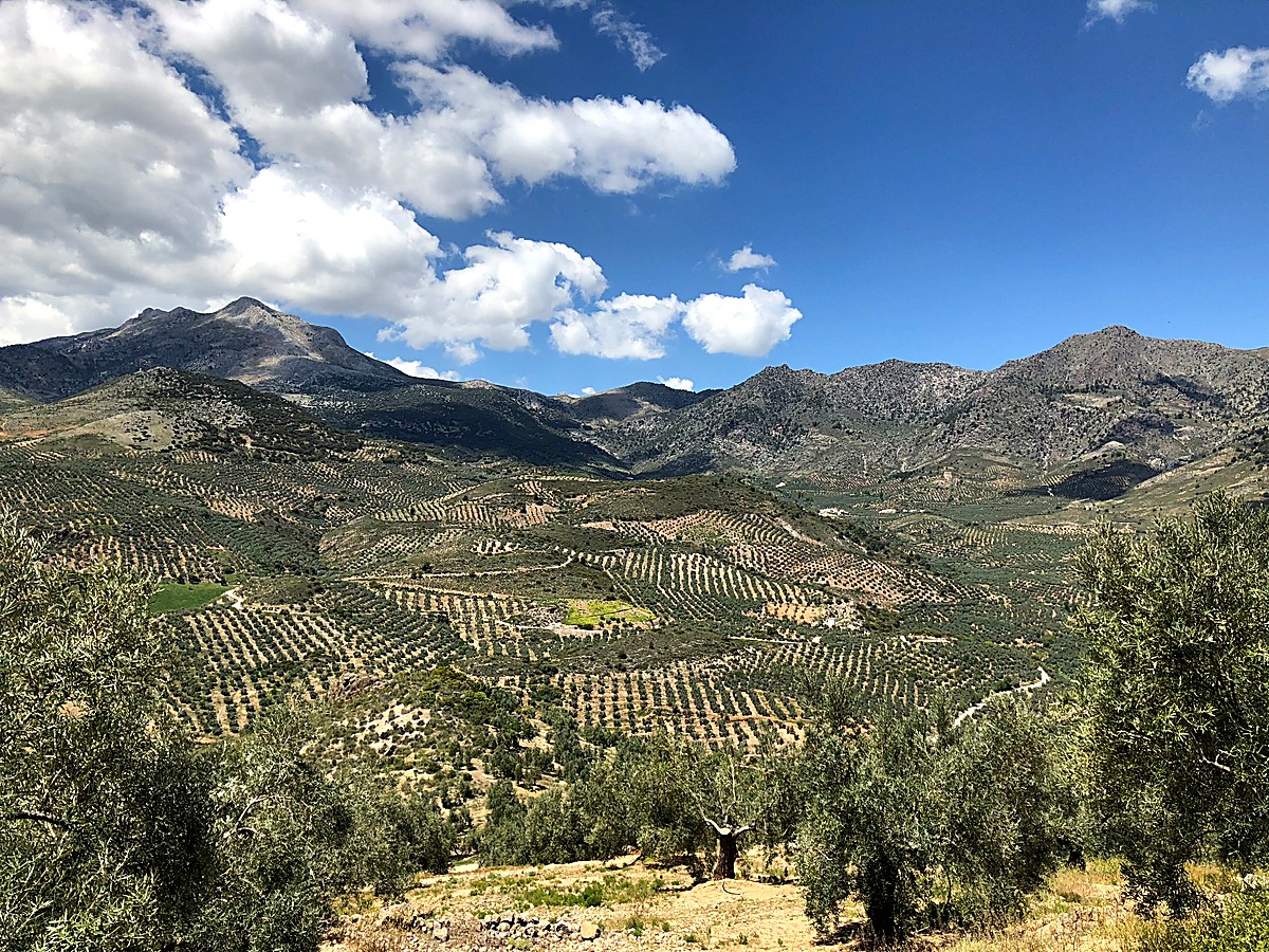 Oliviers de la sierra Magina
