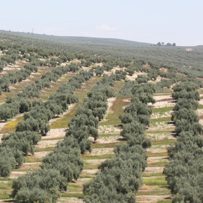 olive fields
