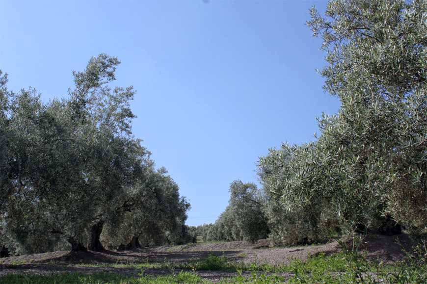 olive Picudo, Hojiblanco et Picual