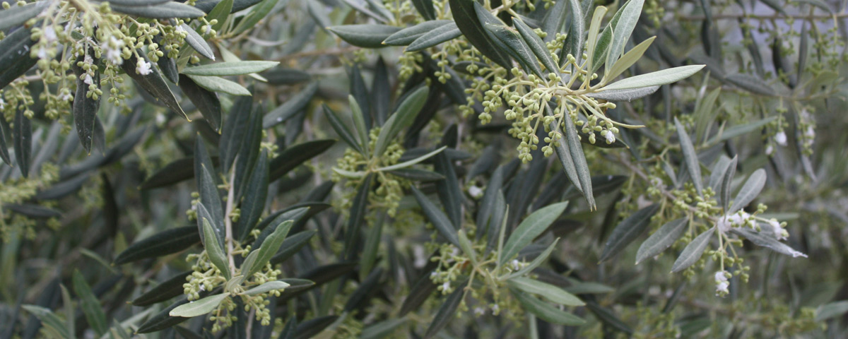 olive tree with flowers