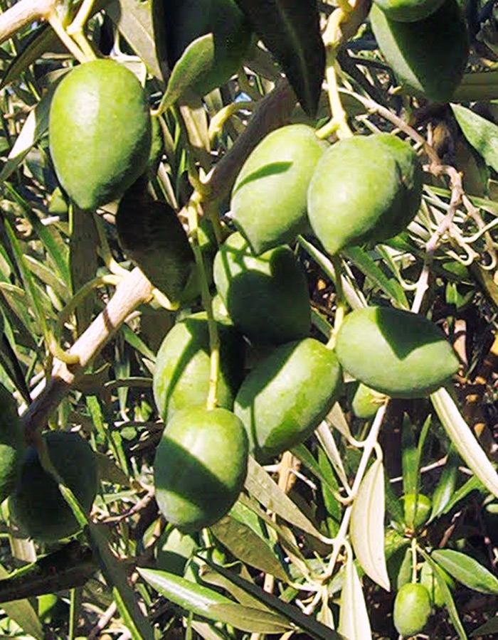Aceitunas verdes de la variedad picual