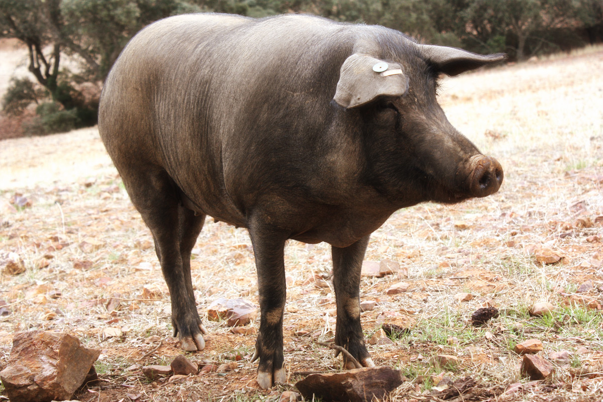 Cerdo ibérico puro Finojosa