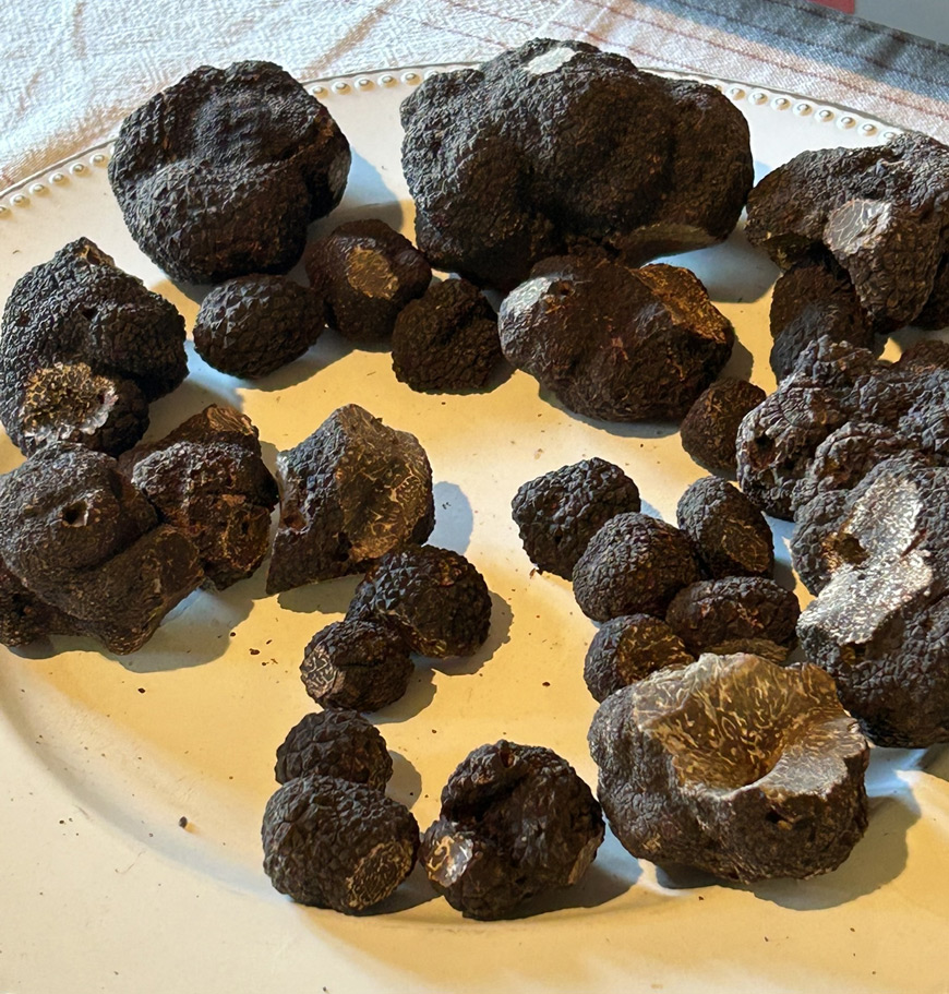 Trufa - Tuber Melanosporum