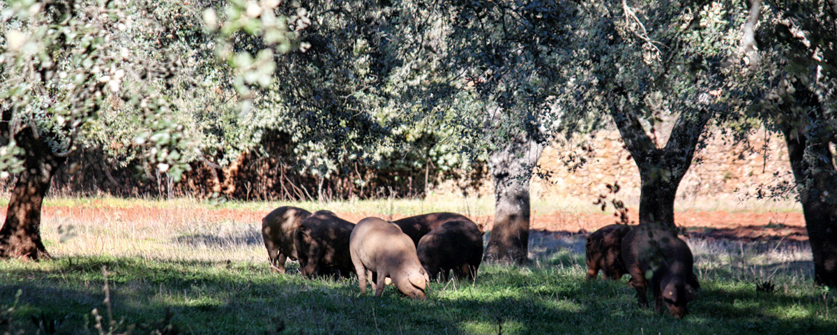 Porcs ibériques élevés en liberté