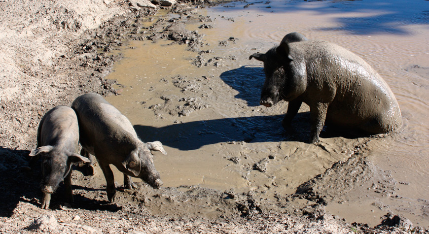 Cochons noirs dehesa