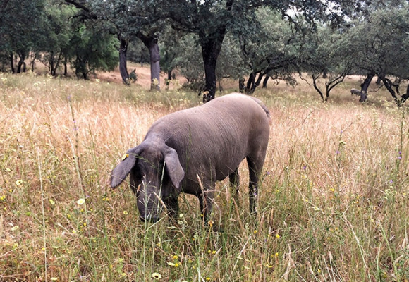 Finca Montefrío: una granja con todos los embutidos bio en el corazón de la Sierra de Aracena y Picos de Aroche TAPAS shop
