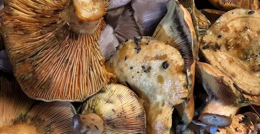 Where to eat in the Sierra de Aracena and Jabugo TAPAS shop